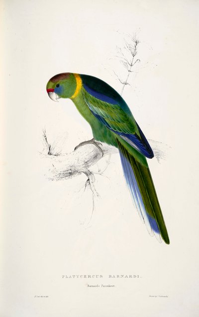 Australian Ringneck by Edward Lear